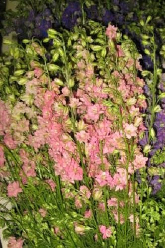 100 SUBLIME DARK PINK LARKSPUR Consolida Ambigua Delphinium Flower Seeds