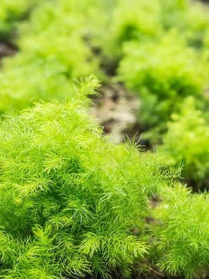 Indischer Spargel Asparagus Racemosus Shatavari 25 Samen