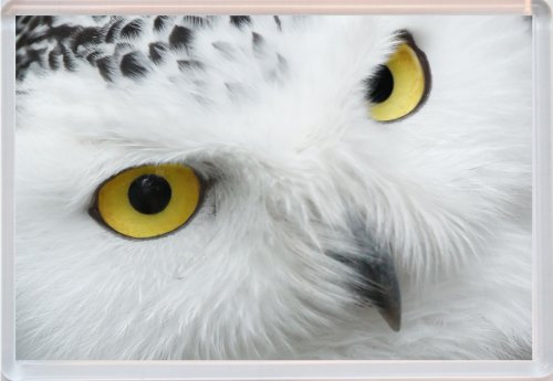 Owl - Cute - Jumbo Fridge Magnet
