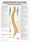 Wirbeltherapie PO41 nach Dorn Poster Anatomie 70x50 cm medizinische Lehrmittel ,