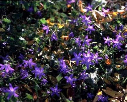 Staudenkulturen Wauschkuhn Campanula portenschlagiana 'Birch' - Glockenblume - Staude im 9cm Topf