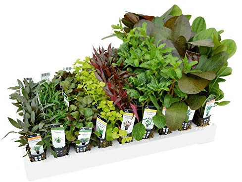 Discus Mixed Box of Aquarium Plants - 500L Tank (120 Pots)