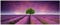 Wallario Glasbild Lila Blumenfeld - 50 x 125 cm Wandbilder Glas in Premium-Qualität: Brillante Farben, freischwebende Optik