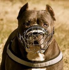 New Metal STRONG Wire Basket Dog Muzzle for Amstaff & Pitbull,Bulterier (5)