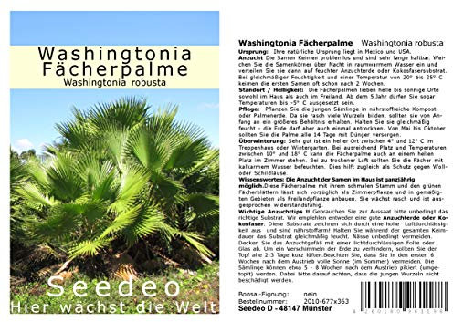 Seedeo® Washingtonia - Fächerpalme (Washingtonia robusta) 12 Samen