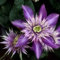 Clematis, Waldrebe 'Multi Blue' - Im 2lt. Topf, Höhe 60-100cm, mit 3 Bambus gestäbt