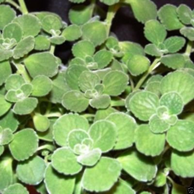 PinkdoseÂ Kubanischer Oregano Samen, AKA (Broad Leaf Thyme) Spanischer Thymian, Mexikanische Minze, Hung Chanh