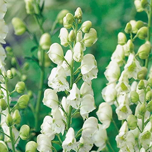 Eisenhut 'Schneewittchen' - Aconitum napellus ssp. napellus - Im Topfballen