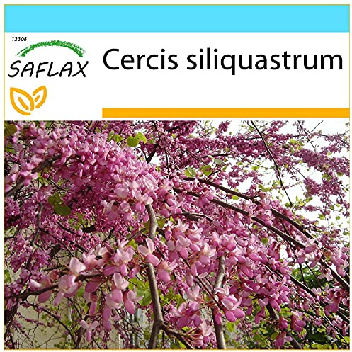 SAFLAX - Confezione regalo - Albero di Giuda - 60 semi - Cercis siliquastrum