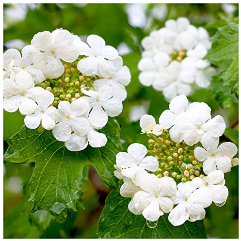 1 Guelder Rose Hedging Plant Viburnum Opulus Native Hedge,Flowers & Berries 2-3ft Tall 1L Pot 3fatpigs®