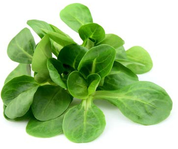 Mache Lettuce - Delicious Verte de Cambrai - 300 Seeds of Small Leaf Variety and Best for Overwintering in the Cold Northeast. Corn Salad.