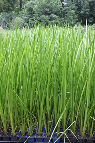 WASSERPFLANZEN WOLFF - Acorus calamus - Indischer Kalmus - fertig im PFLANZKORB - winterhart - QUALITÄTSSTAUDE - durchwurzelt