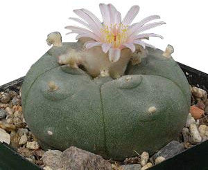 Lophophora williamsii, 15 Samen Frische Ernte, Peyote, Ariocarpus