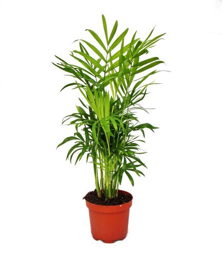 Exotenherz - Chamaedorea elegans - Bergpalme - 3 Pflanzen 12cm Topf