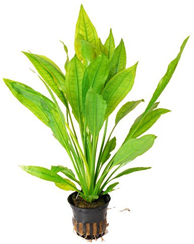 Zoomeister - Echinodorus bleheri im Topf - Große Amazonas-Schwertpflanze - Barsche