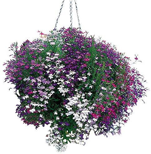 50+ Trailing Mixed Lobelia Regatta Perennial Flower Seeds / Great For Hanging Baskets