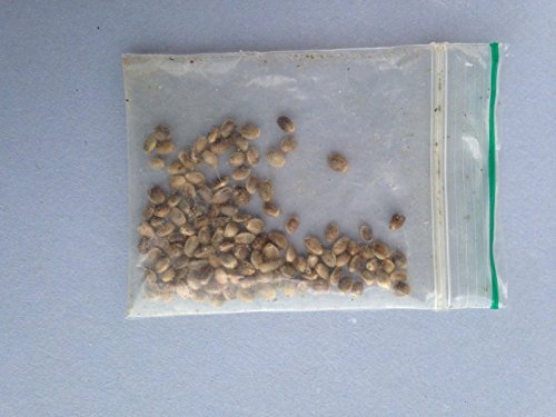 20 kg Hanf, Vogelfutter