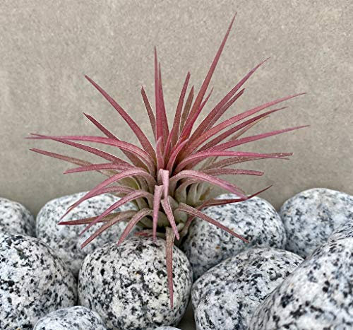 Tillandsia Air Plant Red Ionantha Rubra