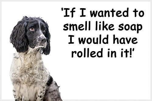 Springer Spaniel Funny Fridge Magnet - If I Wanted to Smell Like soap...