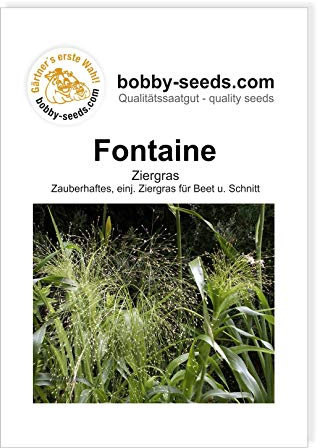 Blumensamen Fontaine Panicum Ziergras Portion
