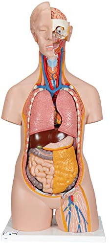 3B Scientific Menschliche Anatomie - Geschlechtsloser Klassik Torso, 14-teilig + kostenlose Anatomie App - 3B Smart Anatomy B13