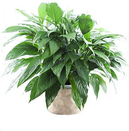 KaBloom - Large Purifying Peace Lily, Burlap Pot Cover - Fresh Flowers for Birthday, Valentine's & Mother's Day