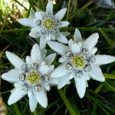 Schöne Edelweiss Samen 20pcs / bag Leontopodium Alpinum Blumen Bonsai Samen Bonsai PlantsVery Einfache Pflanze Blumensamen Stauden