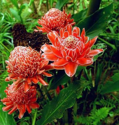 Fackel-Ingwer - 100pcs Etlingera elatior Blumen Samen Seltene Rosen-Blumen Exotische Pflanzen Garden Pflanz Rote Blumen Freies Verschiffen