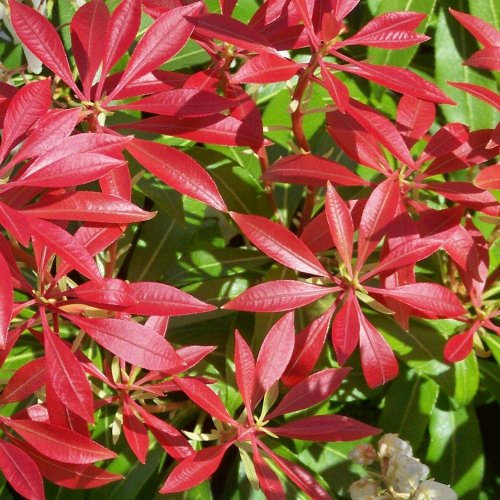 Pieris Japonica 'Mountain Fire' 15cm Pot Size