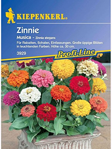Zinnia elegans Zinnie Musica Mischung