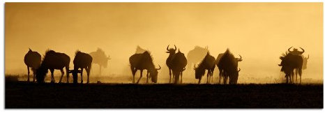 PANORAMA BILD 150x50cm (Steppe Afrika Tiere) EXKLUSIVES Fotowandbild auf Leinwand und Keilrahmen Leinwandbild Fotodruck modern Zeitlos Stilvoll wie ein Gemälde