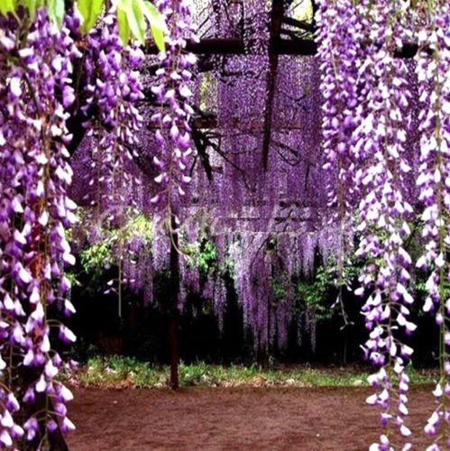 FD4203 Erbstück Lila Wisteria-Baum-Samen Sinensis Chinese Wisteri Mauve 10PCs