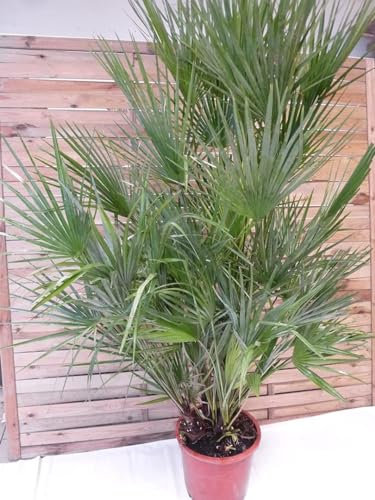 [Palmenlager] XXL Chamaerops humilis - Zwergpalme - 200 cm - großer 32 cm Ø Pot