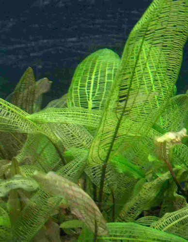 Mühlan Une Plante Libre D´aponogeton madagascariensis, Plante Aquatique