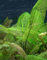 Mühlan Une Plante Libre D´aponogeton madagascariensis, Plante Aquatique