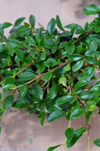 Teppichmispel Cotoneaster dammeri radicans 20-30 cm im 1,2 Liter Pflanzcontainer 1 VE = 100 Pflanzen