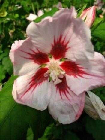 Hibiscus rosa mit rotem Fleck blühend Hibiscus Hamabo 60 cm hoch im 3 Liter Pflanzcontainer