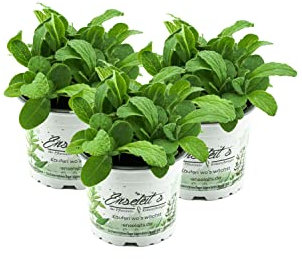 Borretsch Pflanze 3er Set, Frische Kräuter Pflanze Borago officinalis,Gurkenkraut