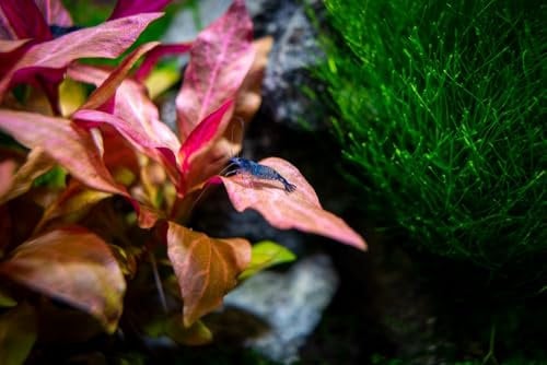 Plante tropical d'aquarium, Alternanthera cardinalis - Plante oxygénante