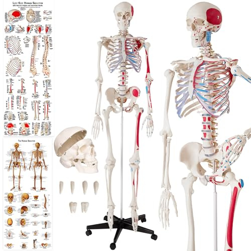 tectake® Anatomie Human Skelett lebensgroß, mit Stand Fuß auf Rollen, Skelettmodell mit Muskelbemalung, Torso, Teil Nervensystem, für Ausbildung, Medizin Studium, Chiropraktik, Science Kit