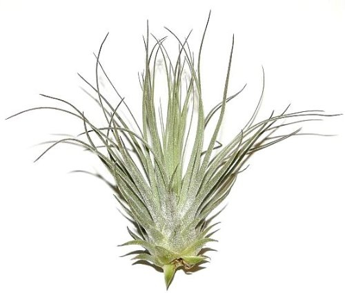3 Stück Tillandsia tectorum, Tillandsien für Terrarien, Aufsitzerpflanzen