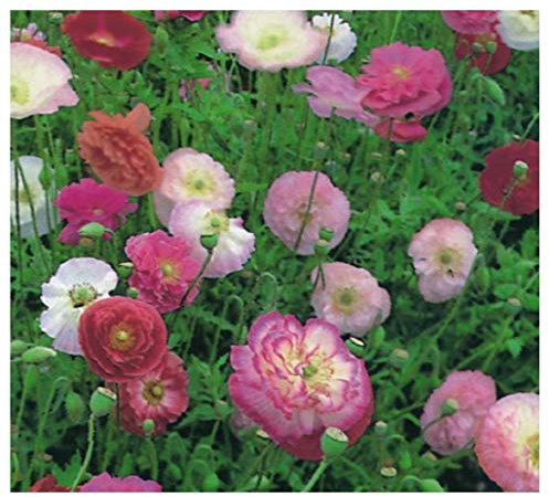 PREMIER SEEDS DIRECT - Papaver - Poppy - Double Shirley Mix 27000 Flower Seeds