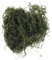 Rayher 8501029 Dschungelmoos, SB-Btl. 20 g, grün