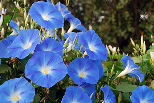 Edel-Trichterwinde blau Prunkwinde 20 Samen, Ipomea Samen-großen, seidigen Blüten (Ipomea Tricolor)