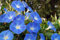 Edel-Trichterwinde blau Prunkwinde 20 Samen, Ipomea Samen-großen, seidigen Blüten (Ipomea Tricolor)