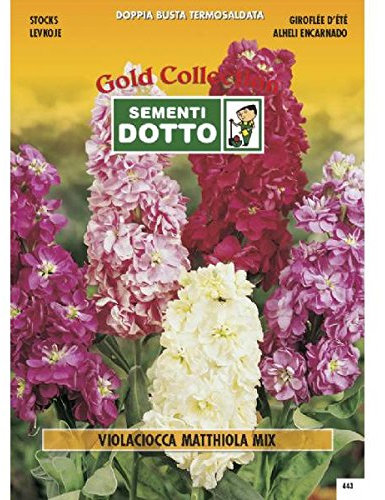 Sementi Dotto Semi di VIOLACIOCCA Matthiola in Mix - h cm 50