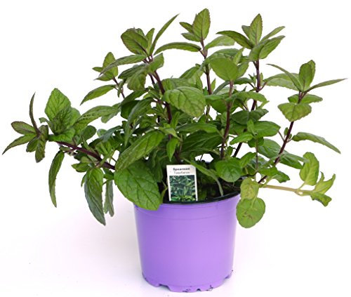 Spearmint Minze, frische Minze Pflanze aus der Gärtnerei Enseleit