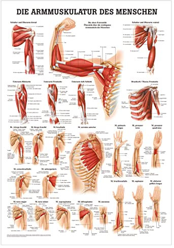 Rüdiger Armmuskulatur Poster Anatomie 70x50 cm medizinische Lehrmittel