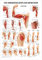 Rüdiger Armmuskulatur Poster Anatomie 70x50 cm medizinische Lehrmittel