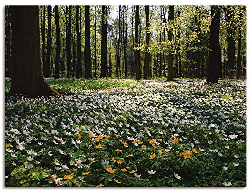 ARTLAND Wanddeko Leinwand Bilder Wandbild 80x60 cm Landschaften Wald Fotografie Grün Frühlingswald bedeckt mit Windröschen T9PO